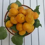 Giardini Mon Plaisir Vendégház Trapani