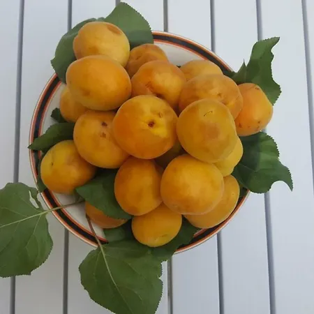 Giardini Mon Plaisir 게스트하우스 트라파니