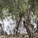 Giardini Mon Plaisir Trapani