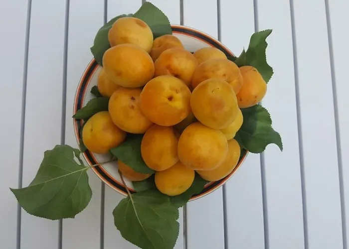 Giardini Mon Plaisir Maison d'hôtes Trapani